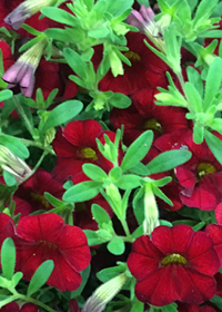 Calibrachoa Mini Famous Vampire